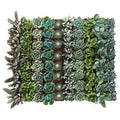 Succulent Collection of 256 K6670