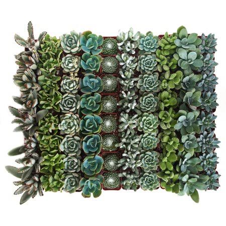 Succulent Collection of 256 K6670