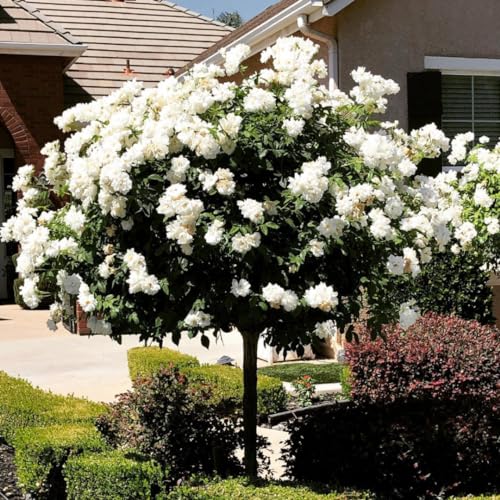 Fragrant Climbing Rose Live Plants 4 to 10 Inches Tall Z11055