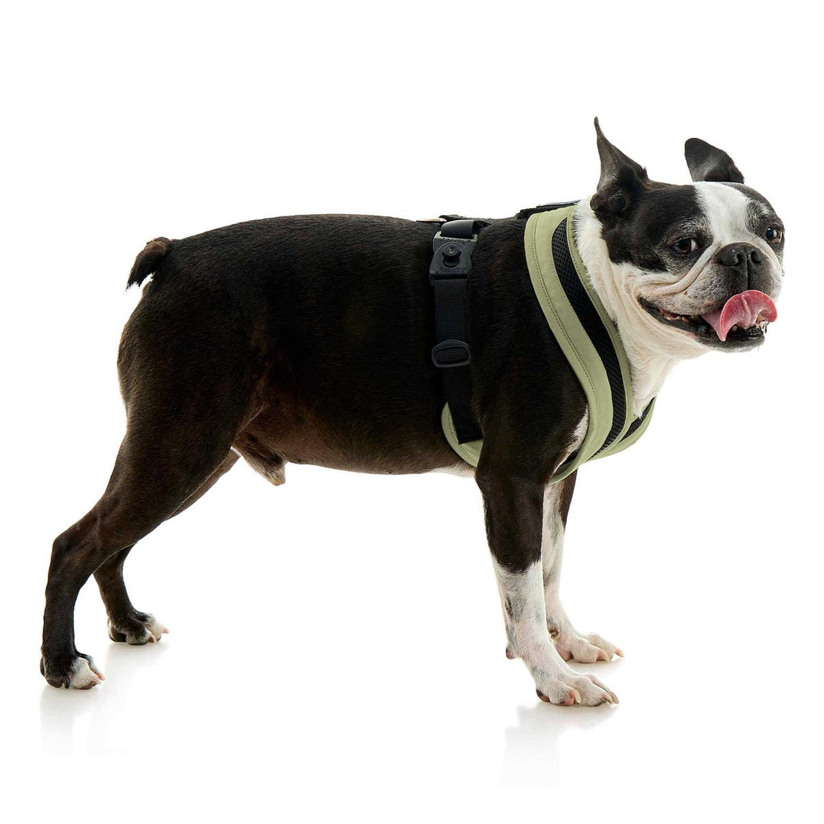 Dog Harness I88538