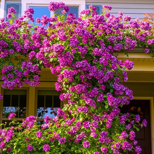 Climbing Roses Live Plants 6-8 Months Old B278155