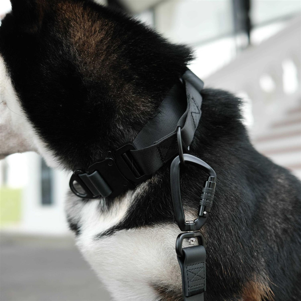 Waterproof Martingale Collar H754