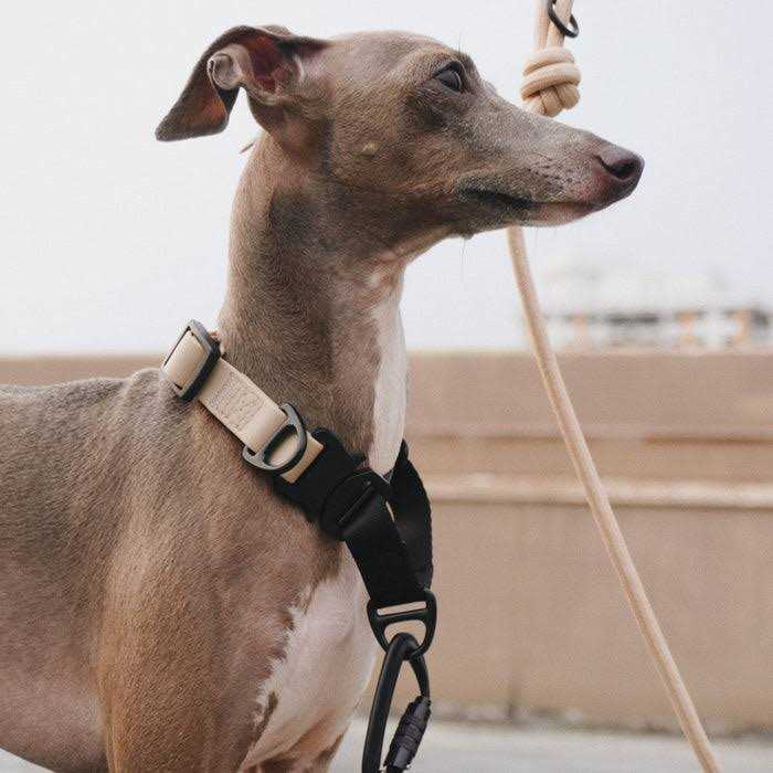Waterproof Martingale Collar H754