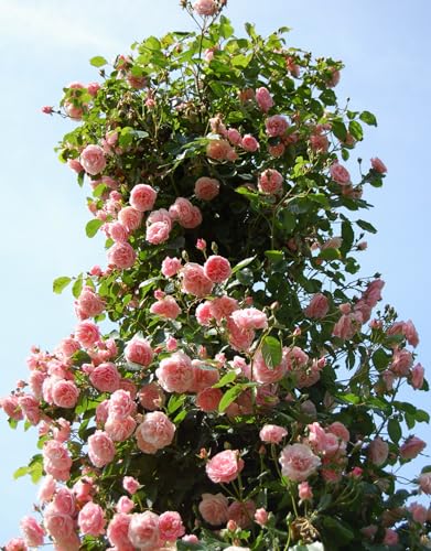 Fragrant Climbing Rose Live Plants 4 to 10 Inches Tall Z11055