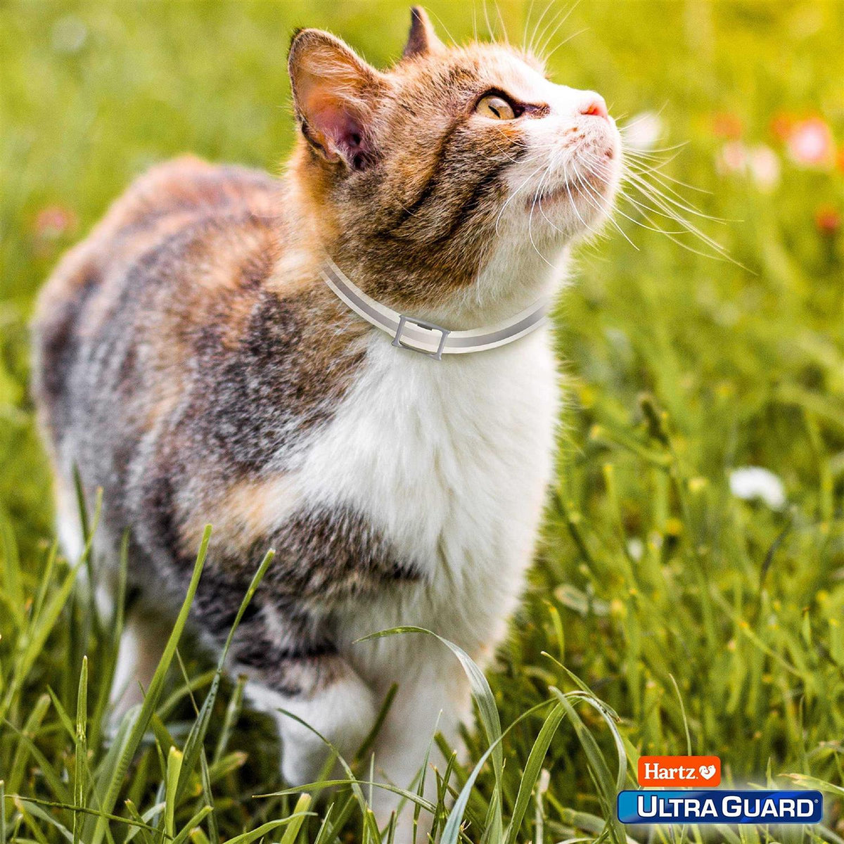 Reflective Flea and Tick Collar for Cats and Kittens I874148