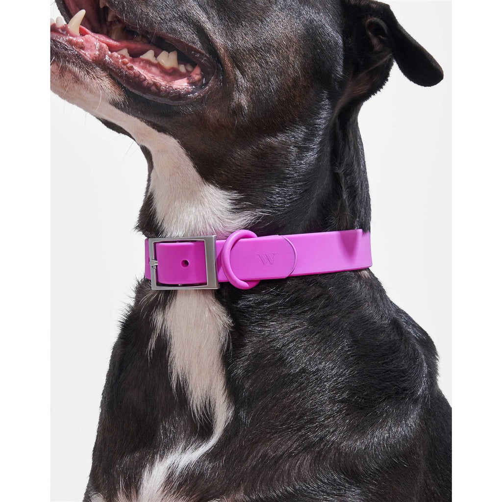 Dog Collar K431