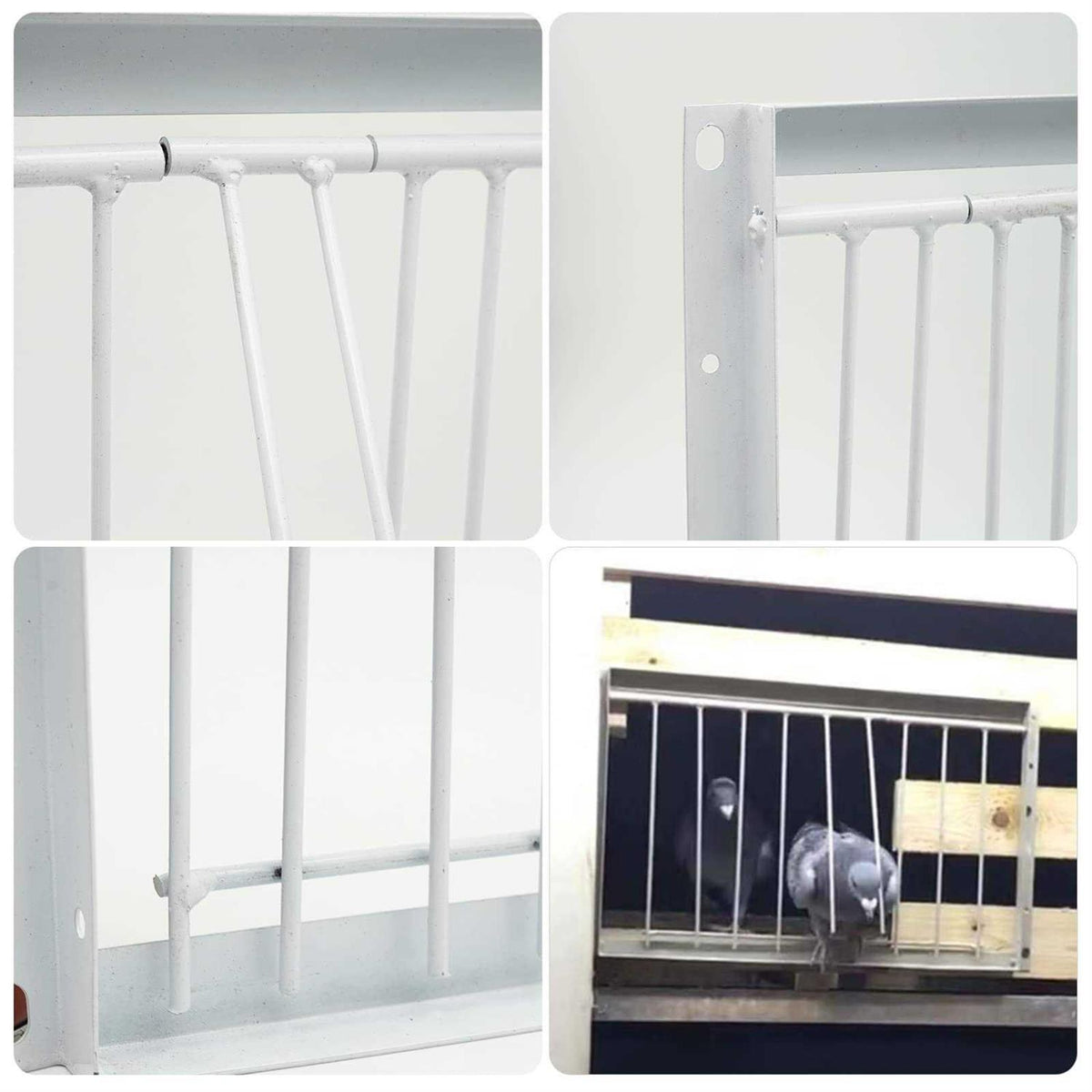 30cm Pigeon Cage One Way Entrance Door W453612