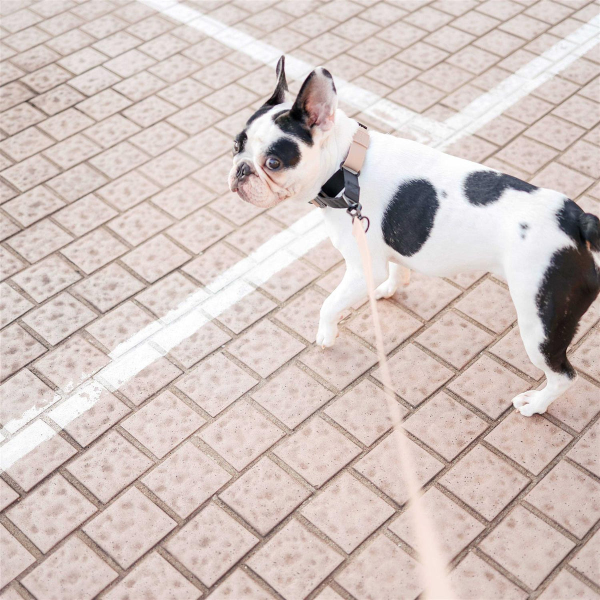 Waterproof Martingale Collar H754