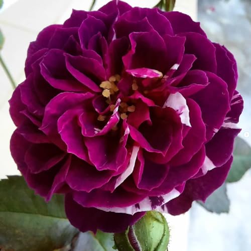 Climbing Roses Live Plants 6-8 Months Old B278155
