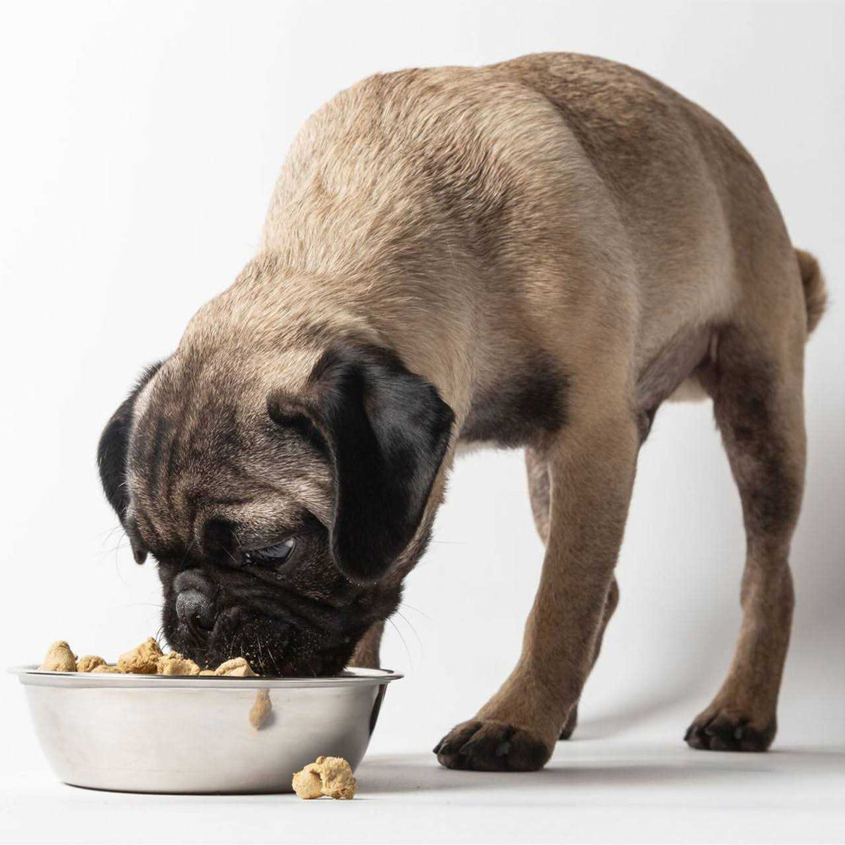Freeze Dried Dog Food T26523