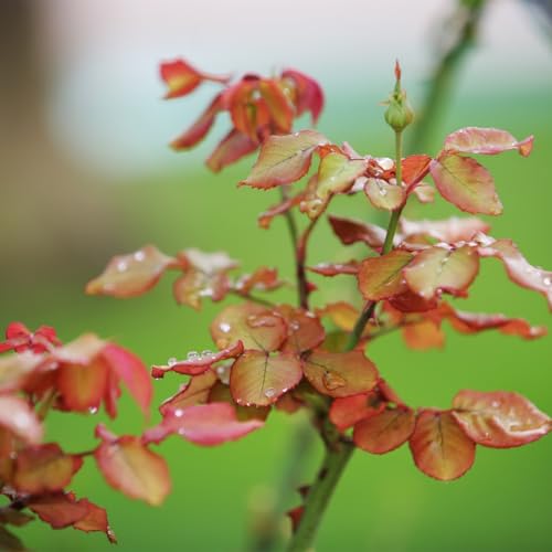 Climbing Roses Live Plants 6-8 Months Old B278155