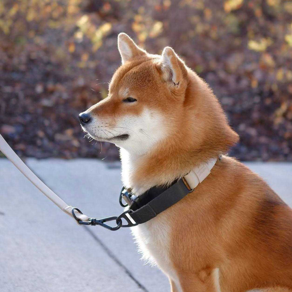 Waterproof Martingale Collar H754