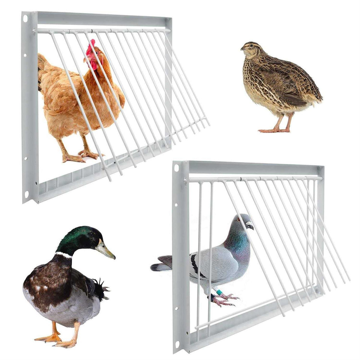 30cm Pigeon Cage One Way Entrance Door W453612