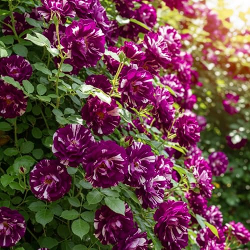 Climbing Roses Live Plants 6-8 Months Old B278155
