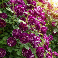 Climbing Roses Live Plants 6-8 Months Old B278155