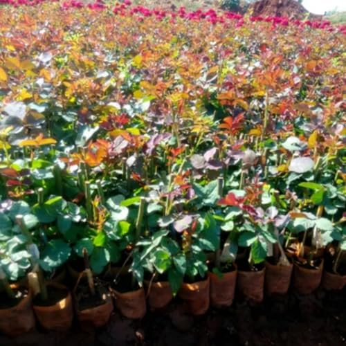 Climbing Roses Live Plants 6-8 Months Old B278155