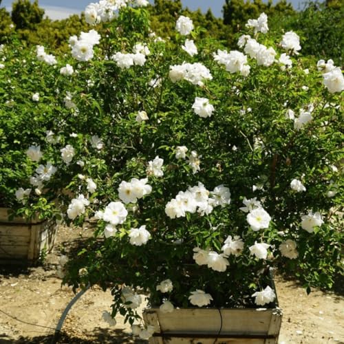 Fragrant Climbing Rose Live Plants 4 to 10 Inches Tall Z11055