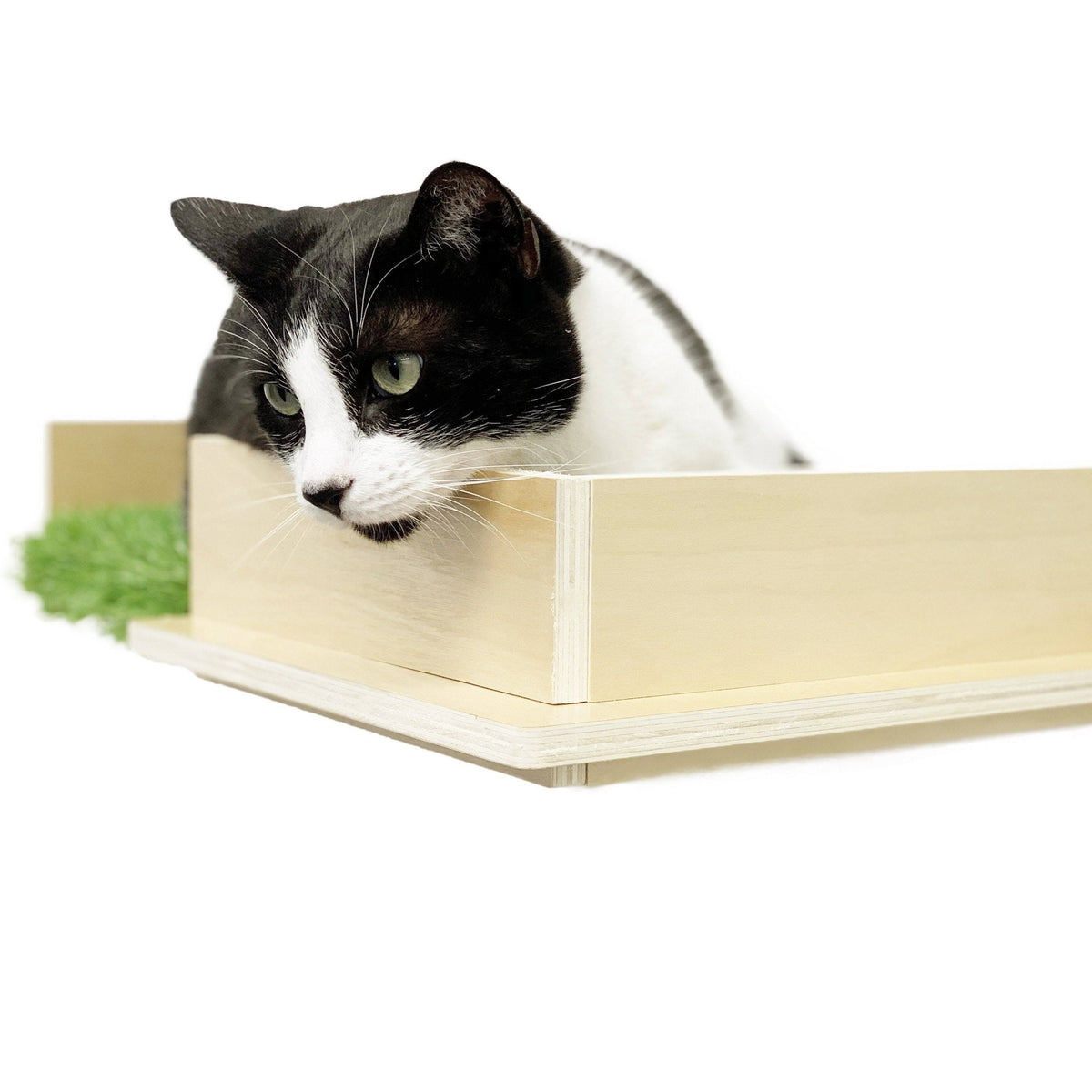 Cat Canopy Wall Shelves, 2 Count W642730