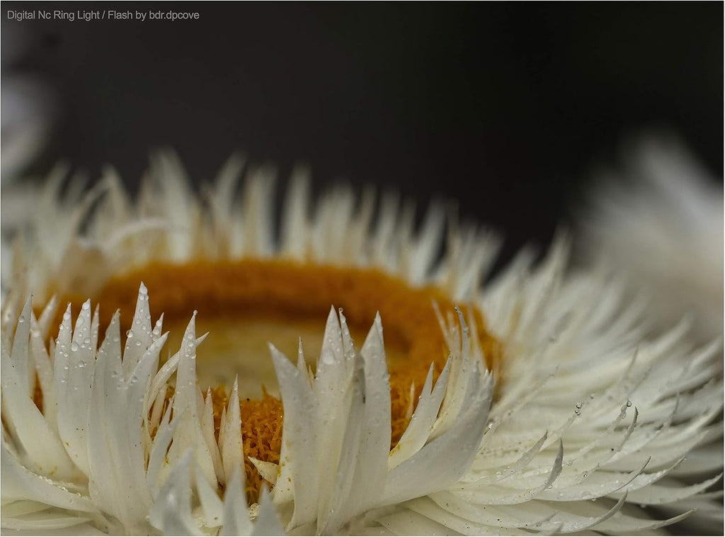 Macro LED Ring Light Flash I725896