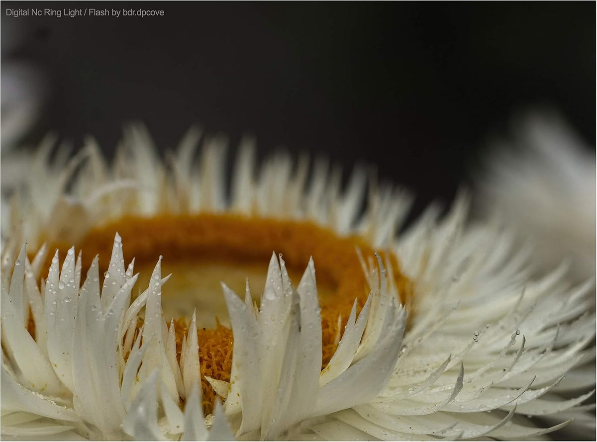 Macro LED Ring Light Flash I725896