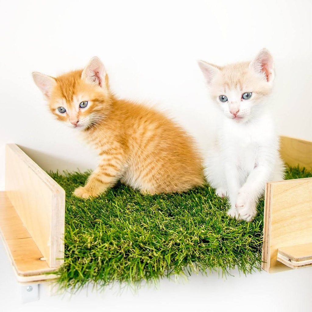 Cat Canopy Wall Shelves, 2 Count W642730
