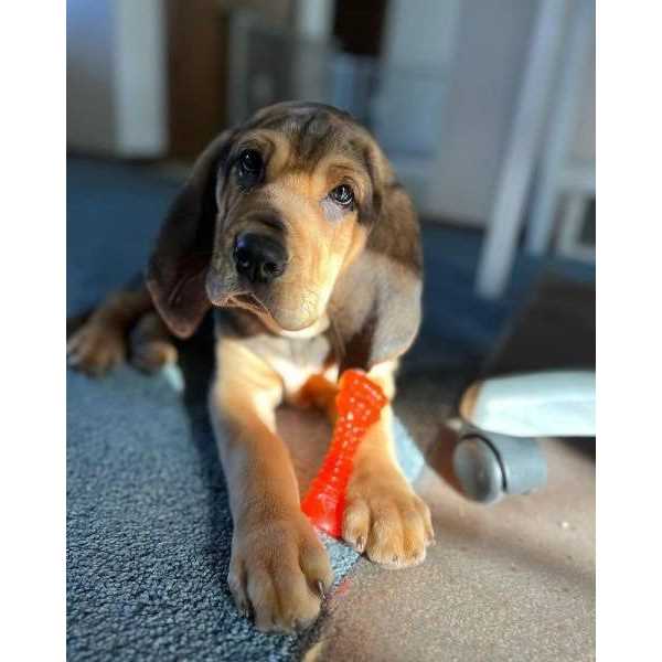 Puppy Chew Bone O916697