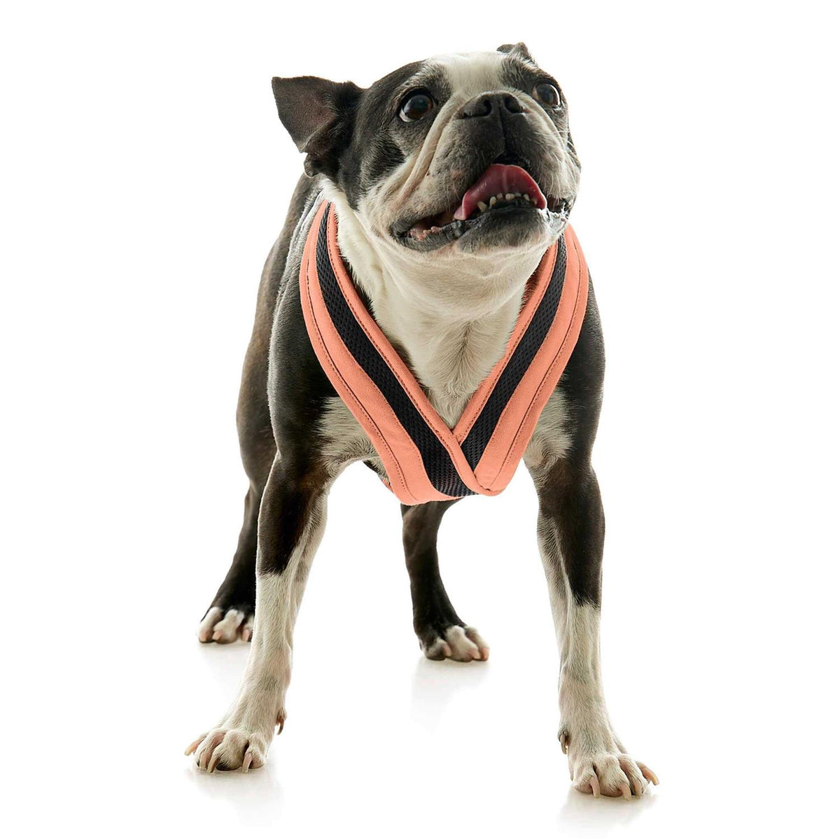 Dog Harness I88538
