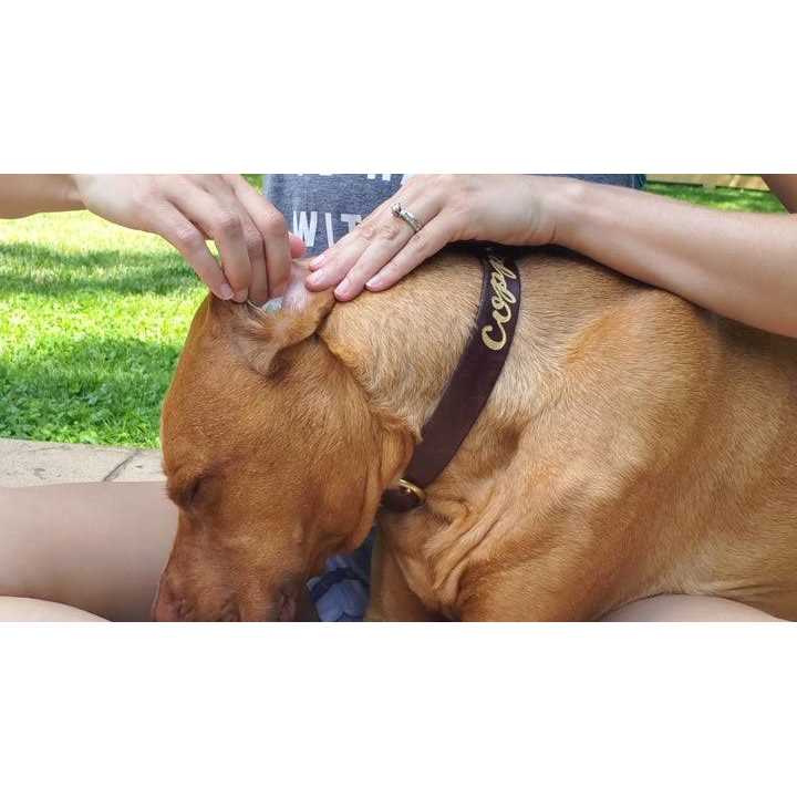 Aloe & Eucalyptus Dog Ear Wipes A26917