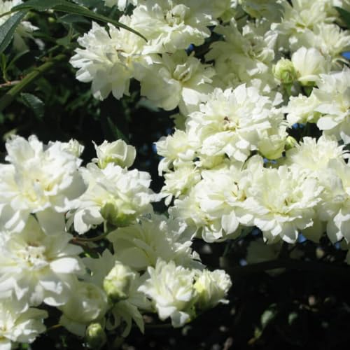 Fragrant Climbing Rose Live Plants 4 to 10 Inches Tall Z11055
