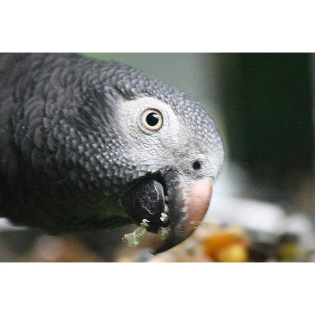 Parrot Food Sample Pack I236012