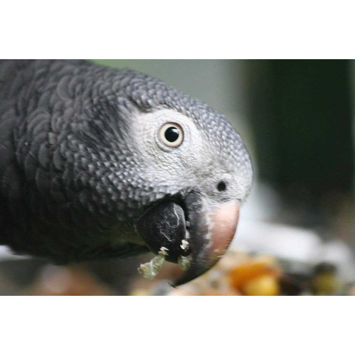Parrot Food Sample Pack I236012