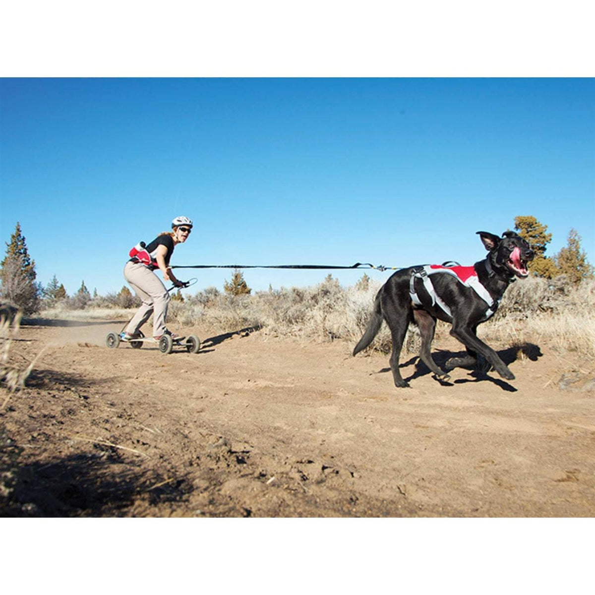 Pet Supplies S66386