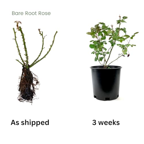 Climbing Roses Live Plants 6-8 Months Old B278155