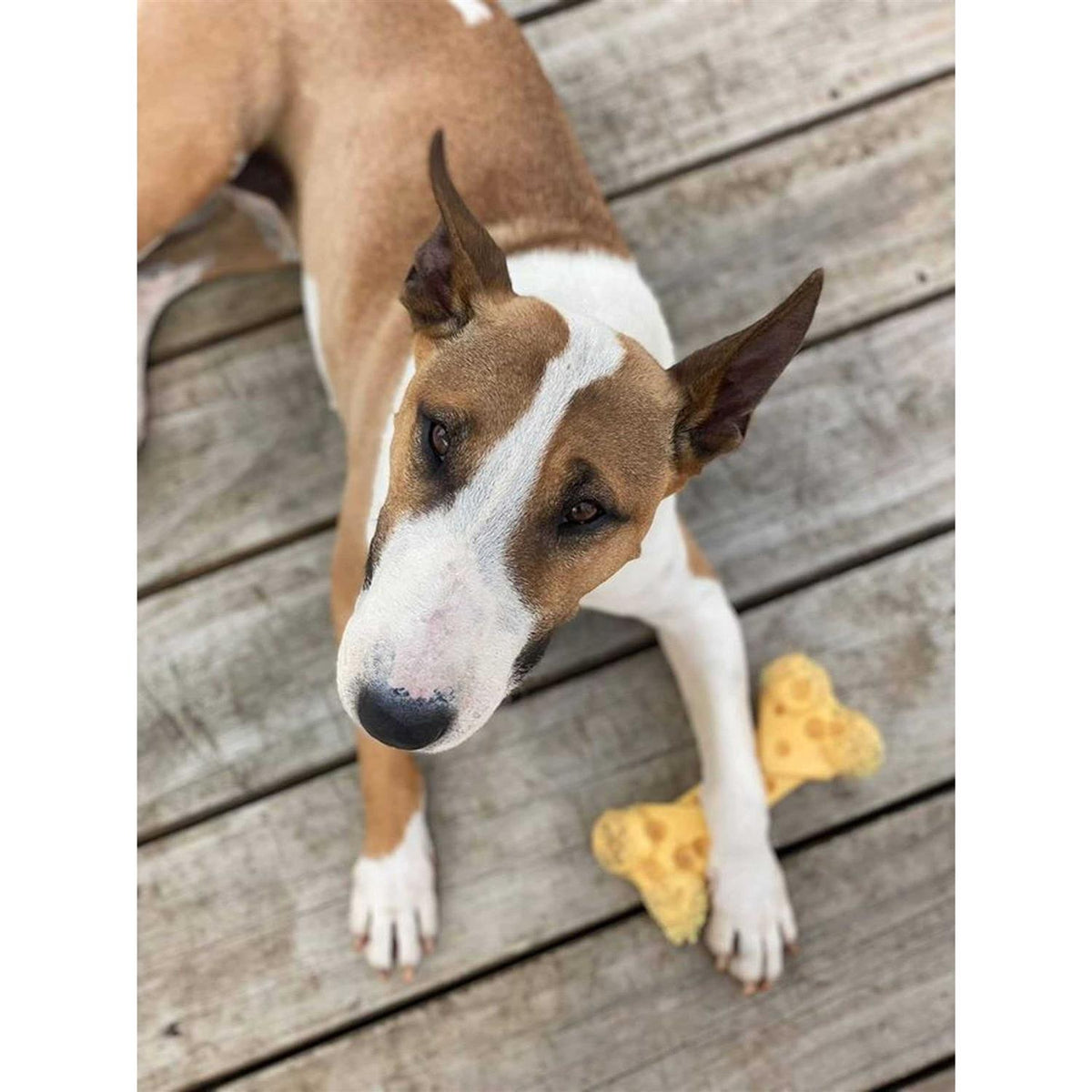 Power Chew Cheese Bone Dog Toy I617