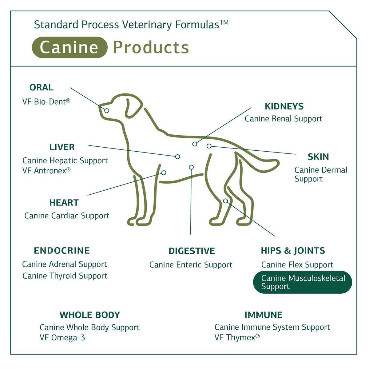 Canine Musculoskeletal Support G3360