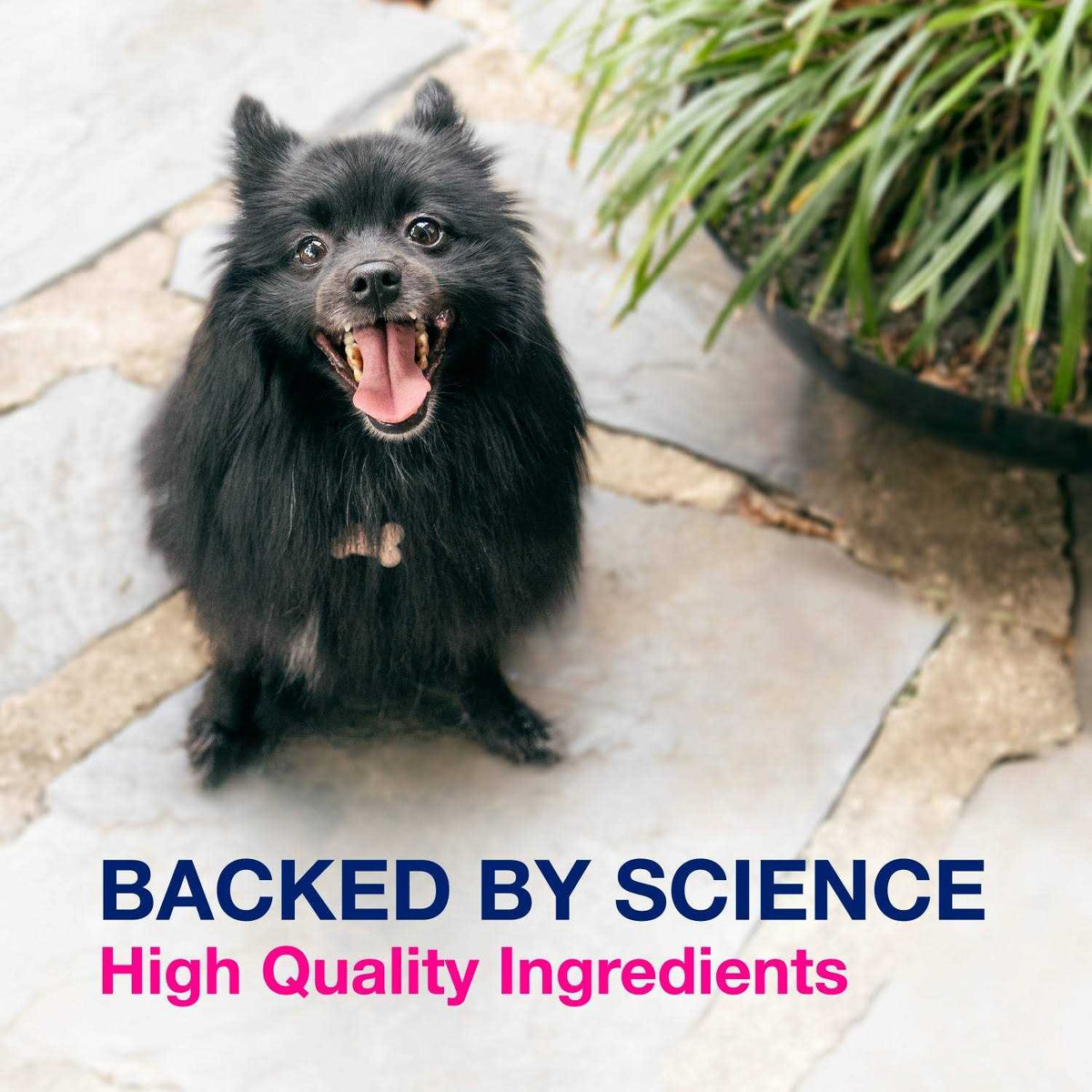 Multi-Strain Probiotics and Prebiotics for Dogs N66514