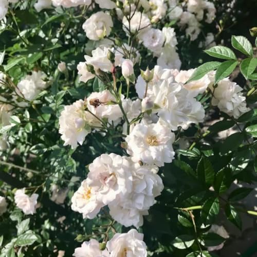 Fragrant Climbing Rose Live Plants 4 to 10 Inches Tall Z11055