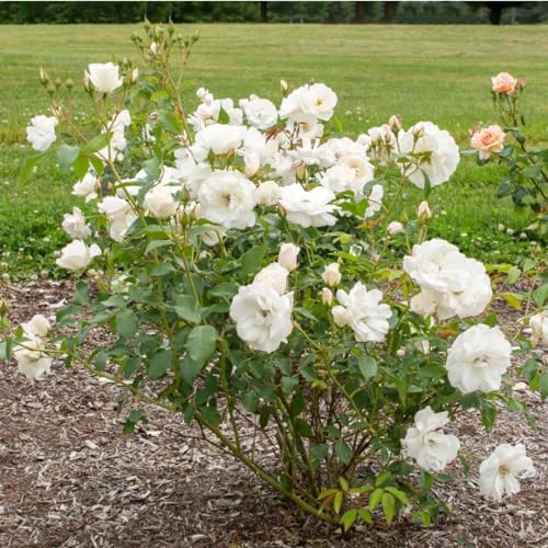 Fragrant Climbing Rose Live Plants 4 to 10 Inches Tall Z11055
