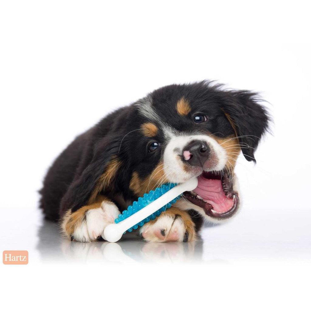 Dog Chew Toy H64787