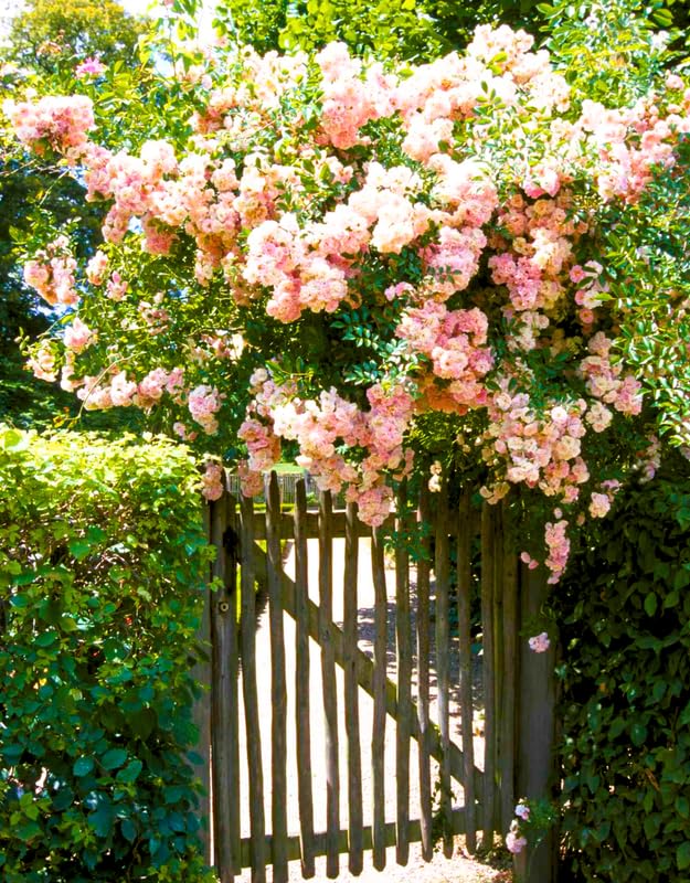 Fragrant Climbing Rose Live Plants 4 to 10 Inches Tall Z11055