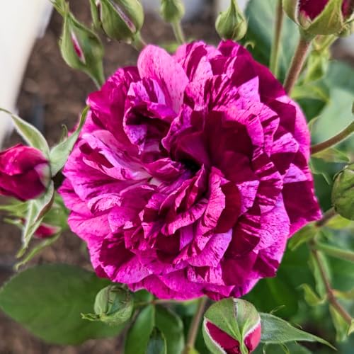 Climbing Roses Live Plants 6-8 Months Old B278155