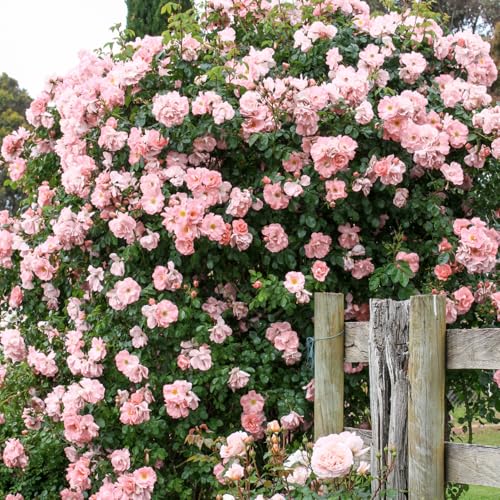 Fragrant Climbing Rose Live Plants 4 to 10 Inches Tall Z11055