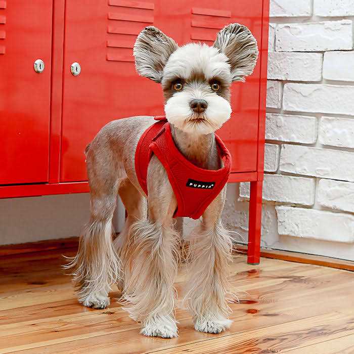 Soft Dog Harness Vest H735412