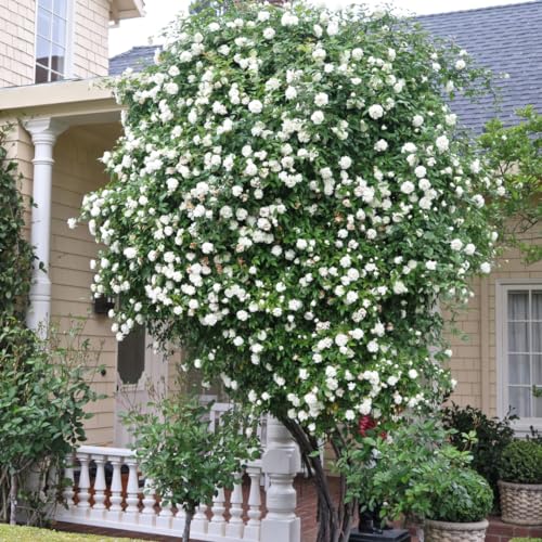 Fragrant Climbing Rose Live Plants 4 to 10 Inches Tall Z11055