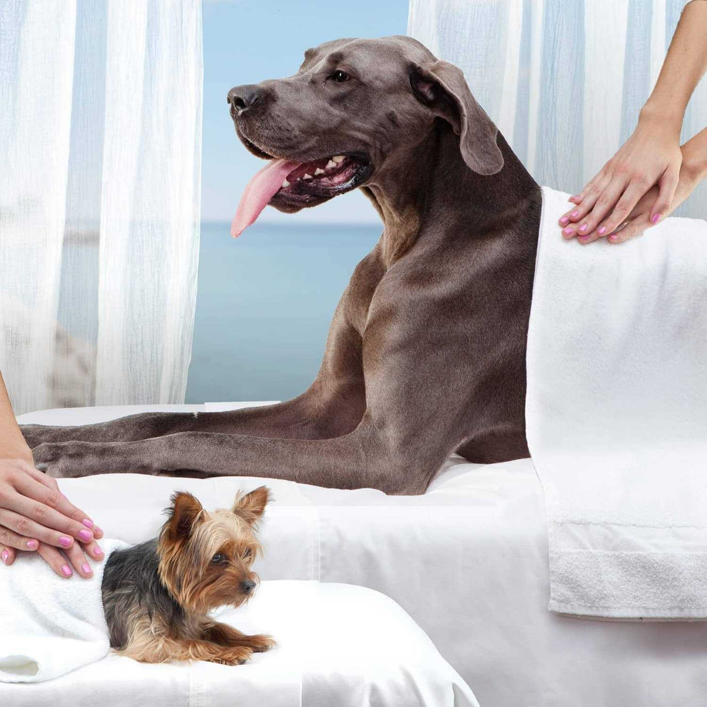 Senior Dry Dog Food U9063