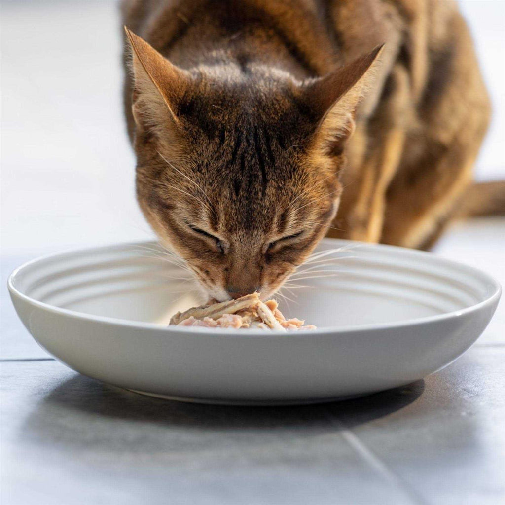 Natural Wet Cat Food Fish Variety Pack in Broth V12757