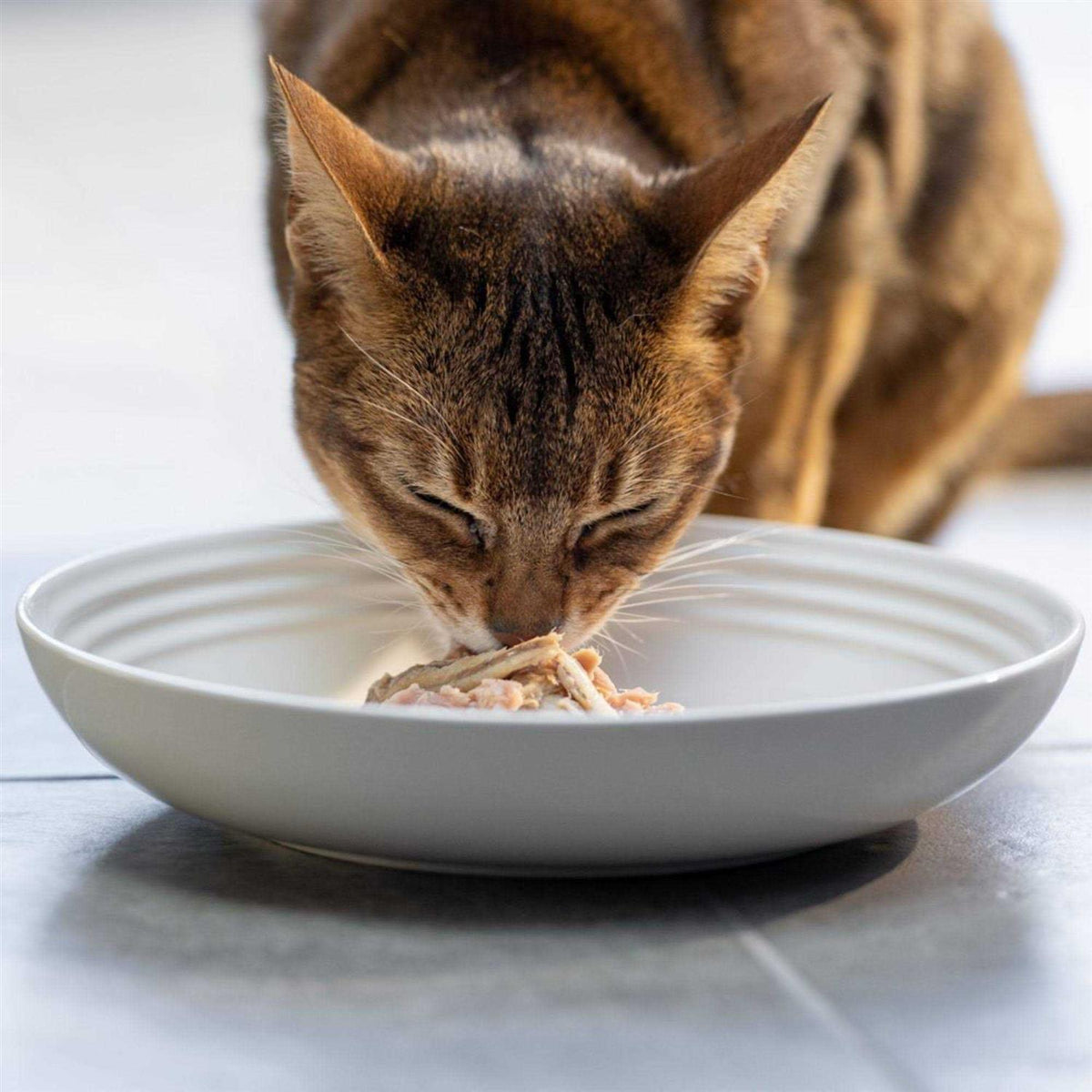 Natural Wet Cat Food Fish Variety Pack in Broth V12757
