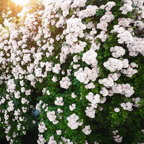 Fragrant Climbing Rose Live Plants 4 to 10 Inches Tall Z11055