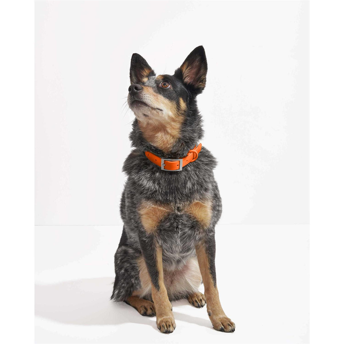 Dog Collar K431